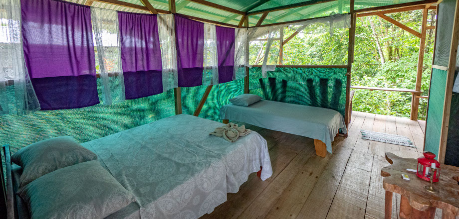 Two scarlet macaws preen themselves in the rainforest canopy, Osa Peninsula, Costa Rica.