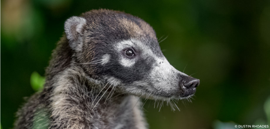 Two scarlet macaws preen themselves in the rainforest canopy, Osa Peninsula, Costa Rica.