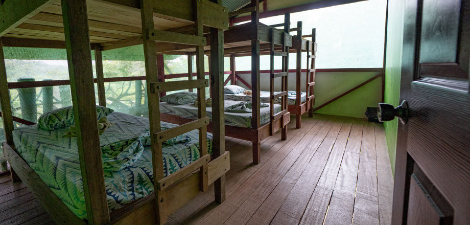 Two scarlet macaws preen themselves in the rainforest canopy, Osa Peninsula, Costa Rica.