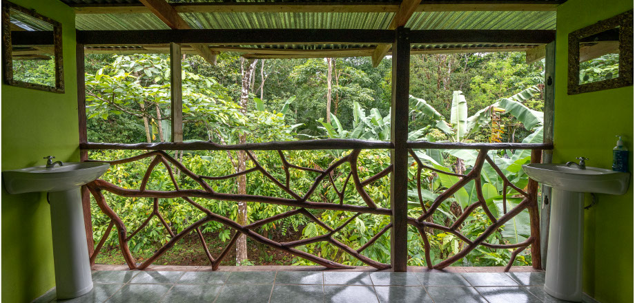 Two scarlet macaws preen themselves in the rainforest canopy, Osa Peninsula, Costa Rica.