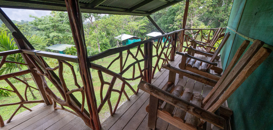 Two scarlet macaws preen themselves in the rainforest canopy, Osa Peninsula, Costa Rica.