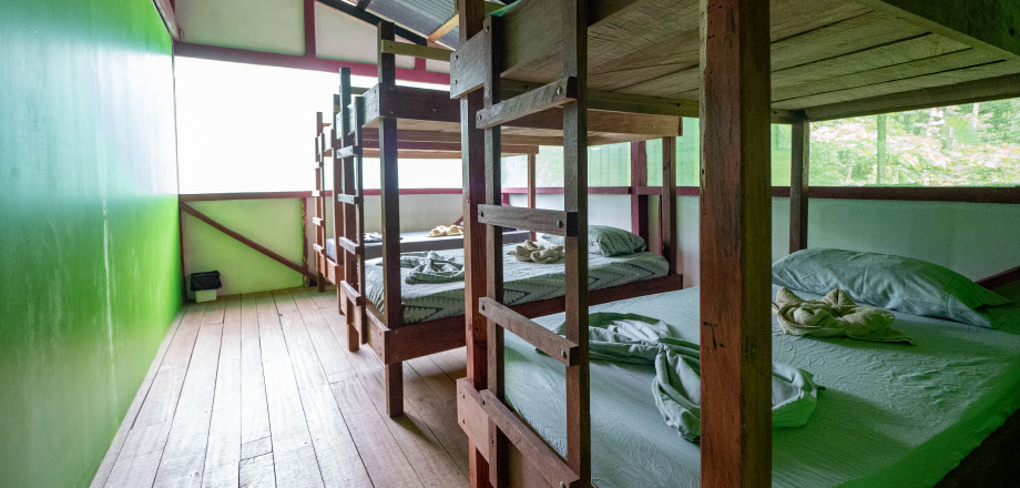 Two scarlet macaws preen themselves in the rainforest canopy, Osa Peninsula, Costa Rica.