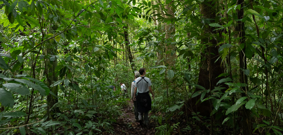 Two scarlet macaws preen themselves in the rainforest canopy, Osa Peninsula, Costa Rica.