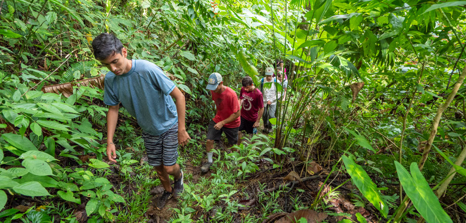 Two scarlet macaws preen themselves in the rainforest canopy, Osa Peninsula, Costa Rica.