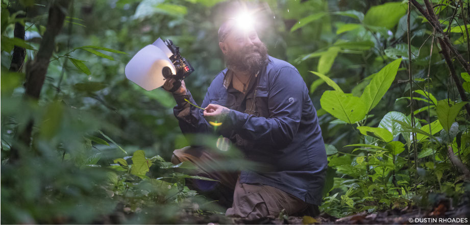 Two scarlet macaws preen themselves in the rainforest canopy, Osa Peninsula, Costa Rica.