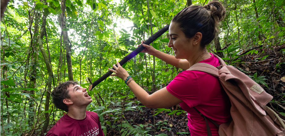 Two scarlet macaws preen themselves in the rainforest canopy, Osa Peninsula, Costa Rica.