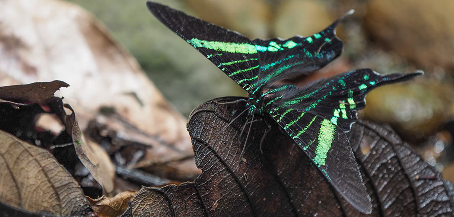 A view of the primary rainforest surrounding Ecoturístico La Tarde, Osa Peninsula, Costa RIca.