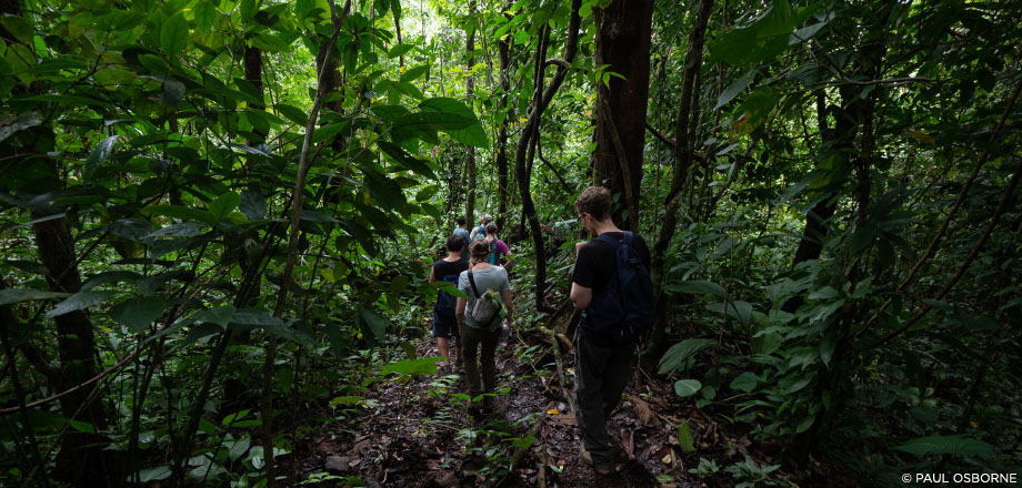 Two scarlet macaws preen themselves in the rainforest canopy, Osa Peninsula, Costa Rica.