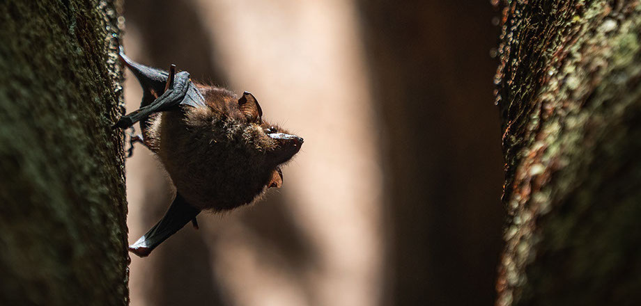 A view of the primary rainforest surrounding Ecoturístico La Tarde, Osa Peninsula, Costa RIca.