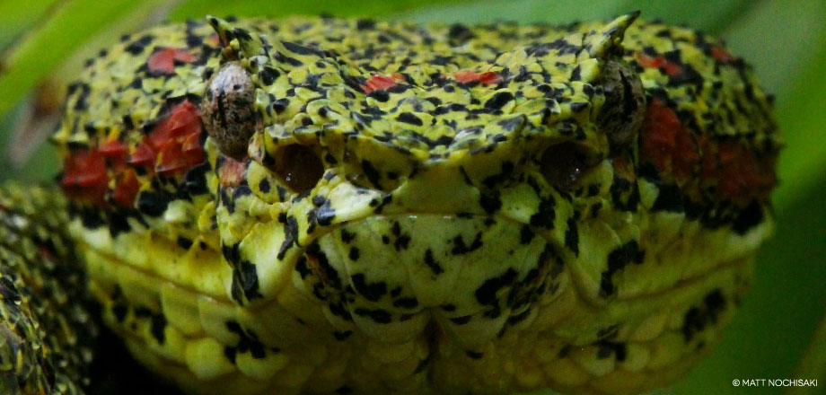 See for yourself firsthand the beauty of the native wildlife. Whether herping, hiking or taking photos you will marvel at the diversity.