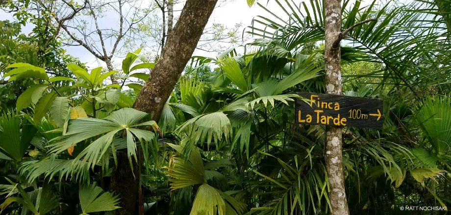 The jungle surrounds a sign pointing eco-tourists to the Ecoturístico La Tarde, Osa Peninsula, Costa Rica.