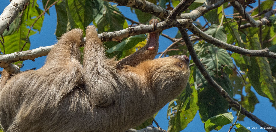 A view of the primary rainforest surrounding Ecoturístico La Tarde, Osa Peninsula, Costa RIca.