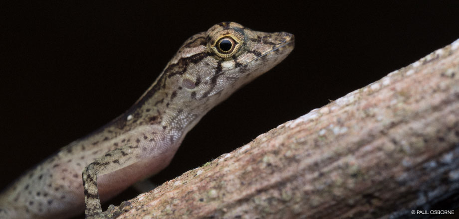 A dry forst anole is one of many reptiles and amphibians herperscan experience Ecoturístico La Tarde, Osa Peninsula, Costa Rica.