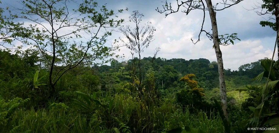 A stunning view of the primary rainforest surrounding Ecoturístico La Tarde, Osa Peninsula, Costa Rica.