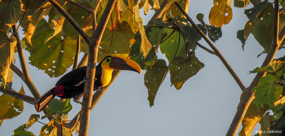 The sunset light hits a Chestnut-mandibled Toucan in the forest canopy. Ecoturístico La Tarde, Osa Peninsula, Costa Rica.