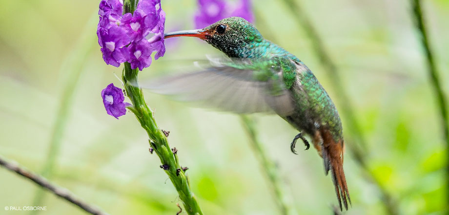 A hummingbird sips nector from floors surrounding the central pavilion at Ecoturístico La Tarde, Osa Peninsula, Costa Rica.