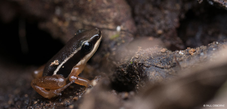 A tiny rocket frog is nestles into the jungle leaf litter. Ecoturístico La Tarde, Osa Peninsula Costa Rica.