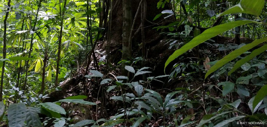 A view of the primary rainforest surrounding Ecoturístico La Tarde, Osa Peninsula, Costa RIca.