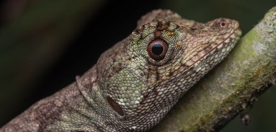 A view of the primary rainforest surrounding Ecoturístico La Tarde, Osa Peninsula, Costa RIca.