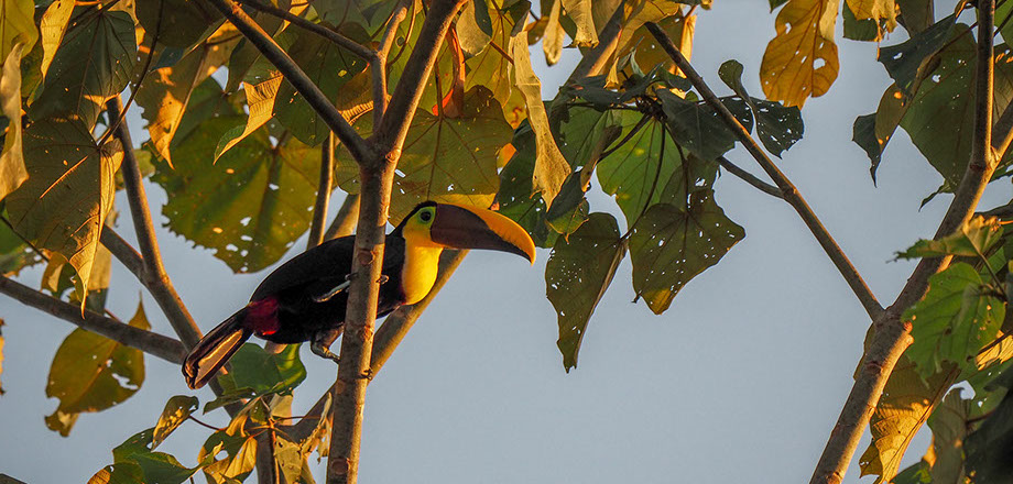 A view of the primary rainforest surrounding Ecoturístico La Tarde, Osa Peninsula, Costa RIca.